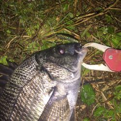 チヌが釣れました